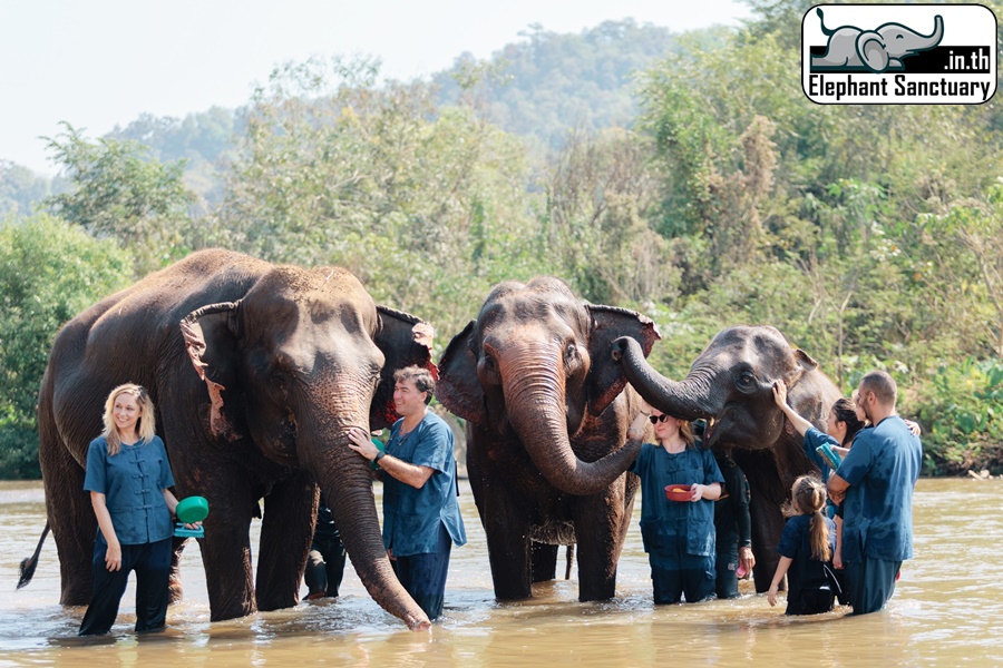 Elephant Sanctuary Chiang Mai Morning Day Visit