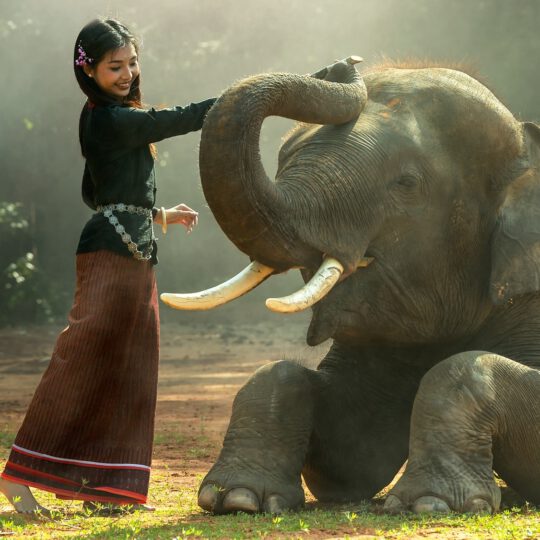 The importance of Thai elephants